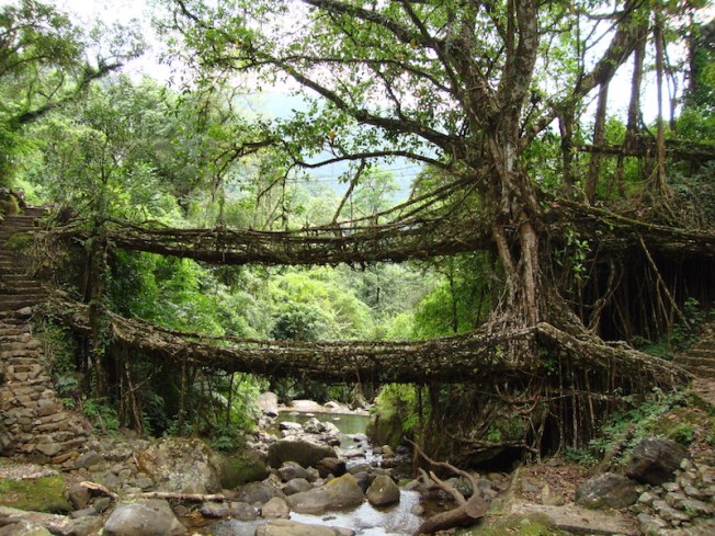 Meghalaya root bridges DSC01594